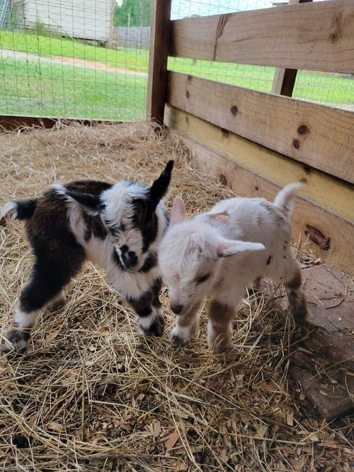 Venta de carne de chivo