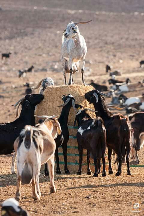 Venta de chivo en pie (promedio 10 kg)